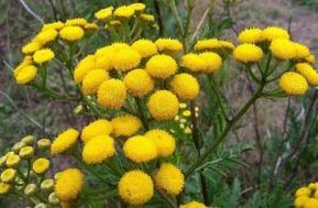 Emem од Tansy