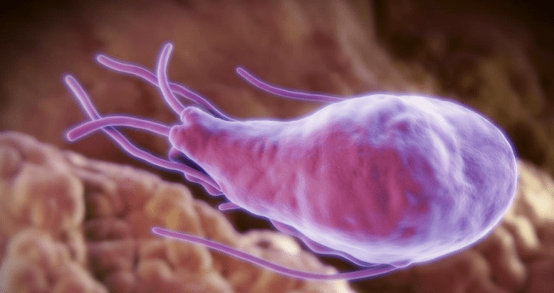 Alveococcus и Echinococcus